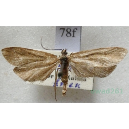 Epinotia solandriana (Linnaeus, 1758) Czech78f